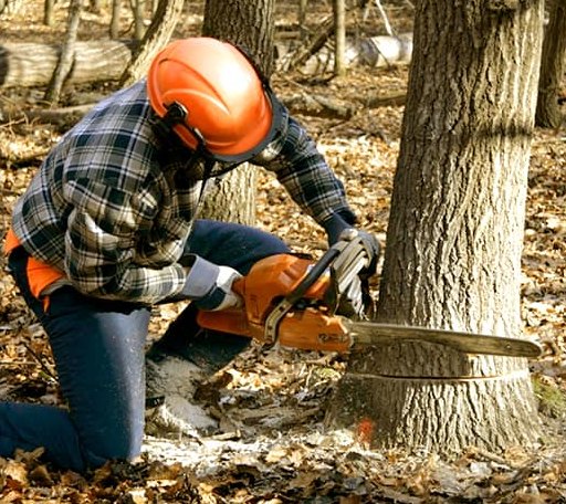 Tree Removal in Houghton, IA